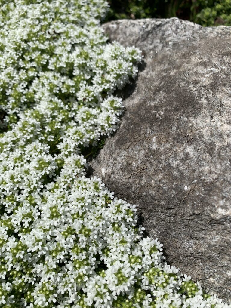 Harmaa-ajuruoho "Albiflorus" kukkii puutarhassa