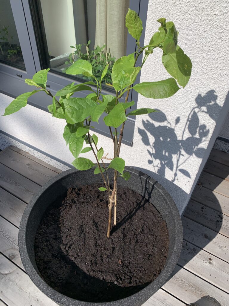 Ruukkuun istutettu "Genie"-loistomagnolia