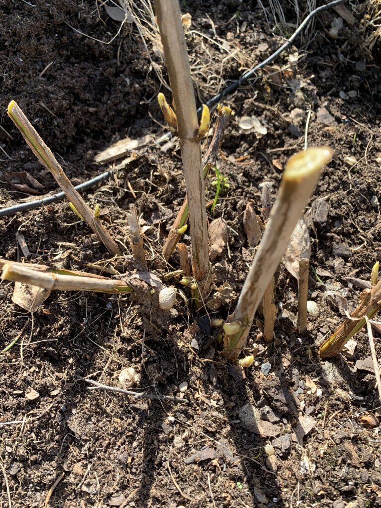 Keväällä alasleikattu "Annabelle"-pallohortensia